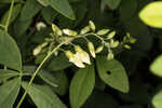 Apalachicola wild indigo